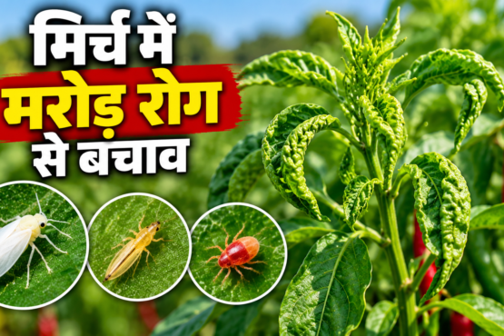 Mirch Me Marod Rog Se Bachav