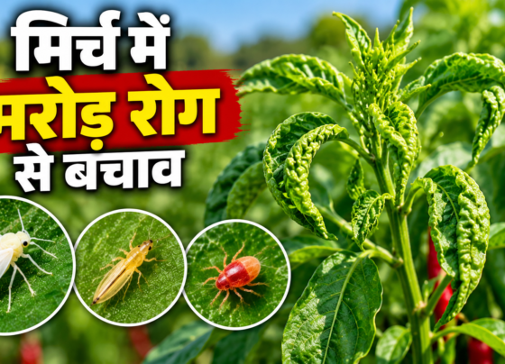 Mirch Me Marod Rog Se Bachav