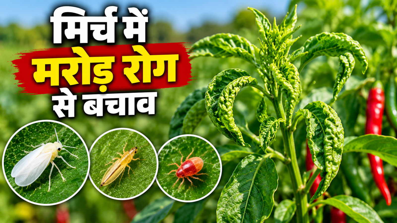मिर्च में मरोड़ रोग, सफेद मक्खी और सूक्ष्म कीटों से फसल को कैसे बचाएं? Mirch Me Marod Rog Se Bachav