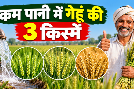 Kam Pani Mein Gehu Ki 3 Kismein