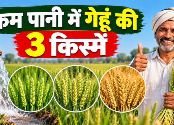 Kam Pani Mein Gehu Ki 3 Kismein