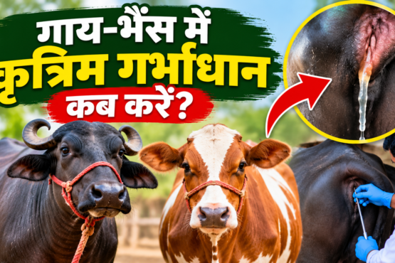 Gay Bhains Mein Kritrim Garbhadharan Kab Kare?