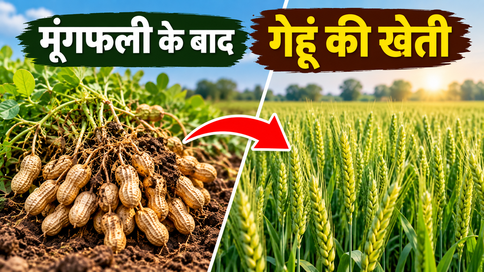 मूंगफली के बाद गेहूं की खेती से बढ़ सकता है उत्पादन और मुनाफा Moongfali Ke Baad Gehu Ki Kheti