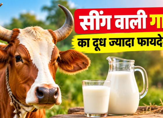 Horn Wali Gay Ka Doodh