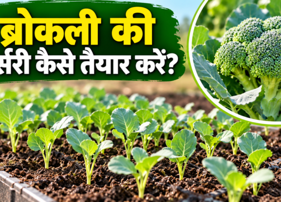 Broccoli Ki Nursery Kaise Taiyar Kare