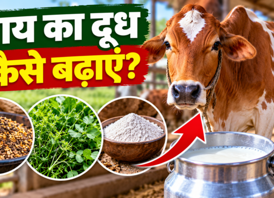 Gaay Ka Doodh Badhane Ke Upay