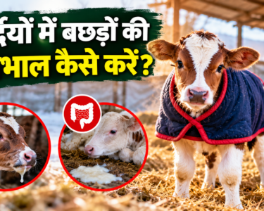 Sardiyon Mein Bachdon Ki Dekhbhal Kaise Karein?