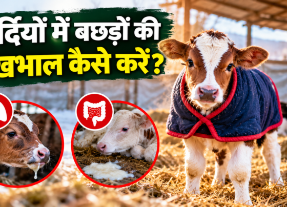 Sardiyon Mein Bachdon Ki Dekhbhal Kaise Karein?