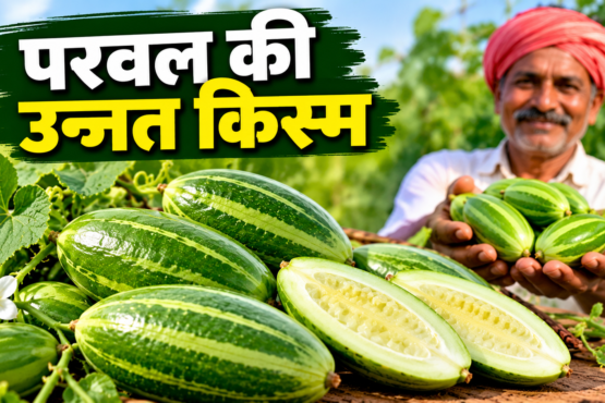 Parwal Ki Unnat Kism