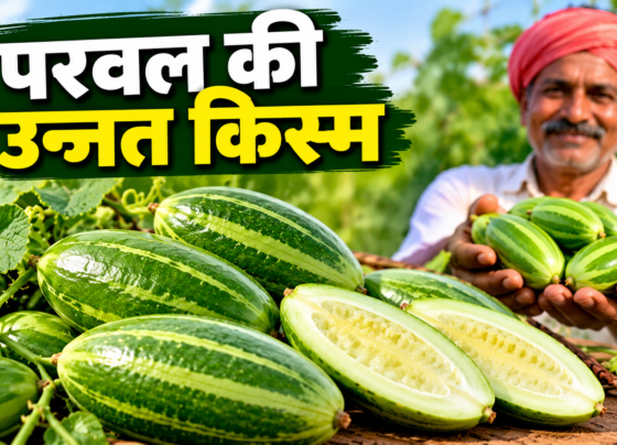 Parwal Ki Unnat Kism