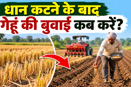 Dhaan Katne Ke Baad Gehu Ki Buwai Kab Kare