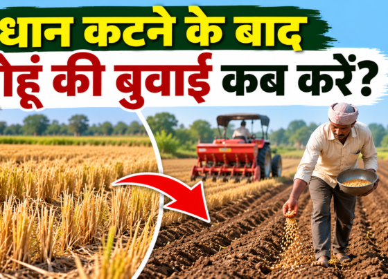 Dhaan Katne Ke Baad Gehu Ki Buwai Kab Kare