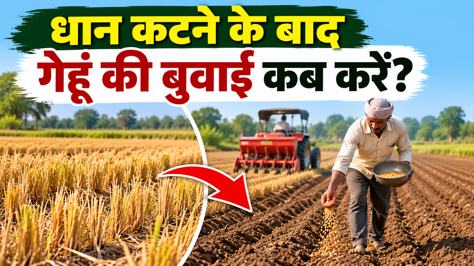 किसान धान की कटाई के बाद गेहूं की बुवाई कब करे, जानें सही समय और खेत तैयार करने का तरीका Dhaan Katne Ke Baad Gehu Ki Buwai Kab Kare
