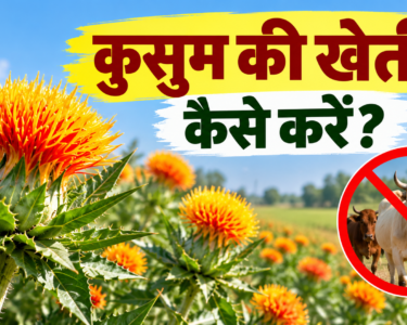 Kusum Ki Kheti Kaise Kare
