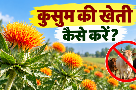 Kusum Ki Kheti Kaise Kare