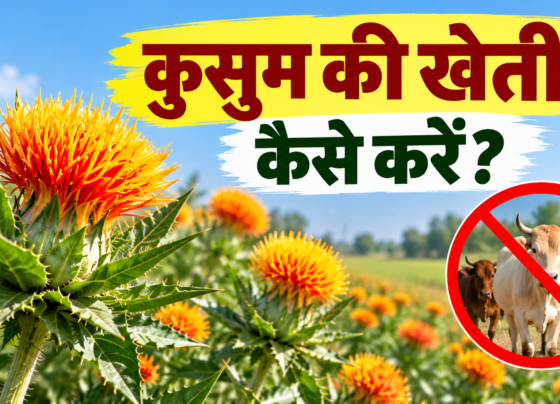 Kusum Ki Kheti Kaise Kare