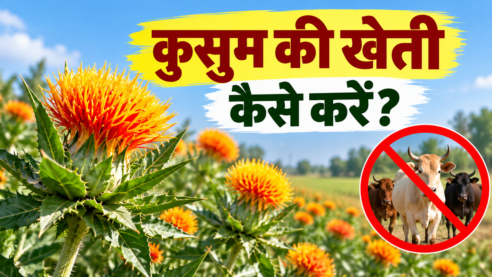 कुसुम की खेती किसानों के लिए आवारा पशुओं से बचने वाली फसल हे जाने बुवाई, सिंचाई और पैदावार की पूरी जानकारी Kusum Ki Kheti Kaise Kare