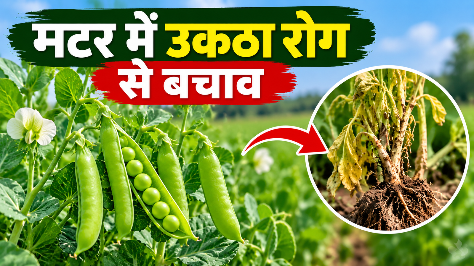 मटर की फसल को रोगों से बचाने के 4 आसान उपाय, जानिए पूरी जानकारी  Matar Mein Ukatha Rog Se Bachav