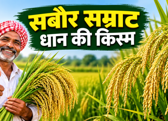 Sabour Samrat Dhan Ki Kism