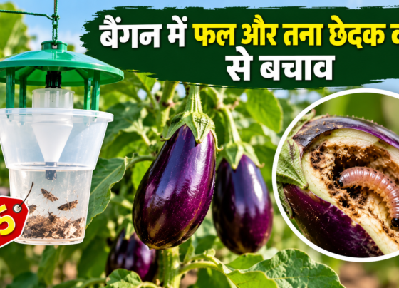 Baingan Mein Phal Aur Tana Chhedak Keet Ka Niyantran