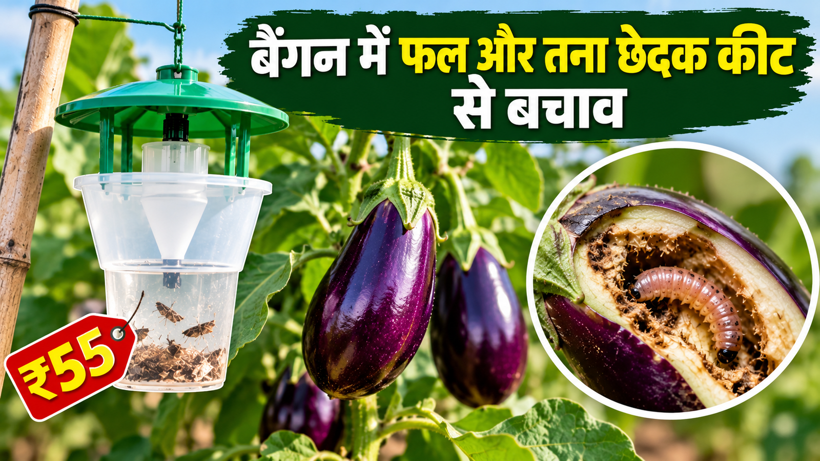 बैंगन में फल और तना छेदक कीट से बचाव: ₹55 का फनल ट्रैप करेगा कीट नियंत्रण में मदद  Baingan Mein Phal Aur Tana Chhedak Keet Ka Niyantran