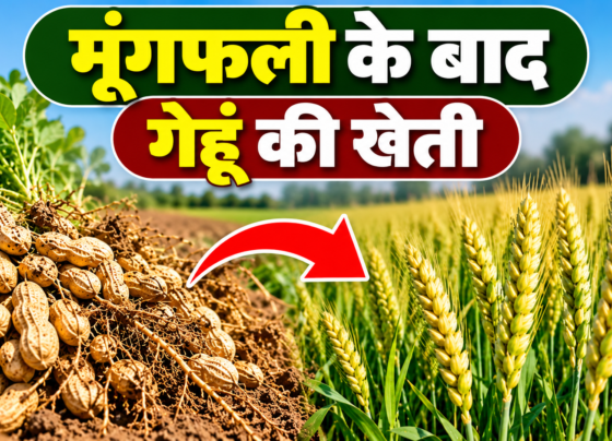Moongfali Ke Baad Gehu Ki Kheti