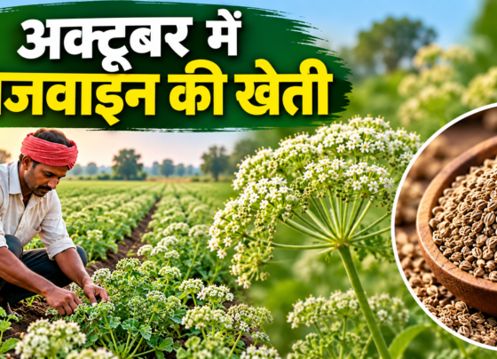 October Mein Ajwain Ki Kheti Kaise Kare