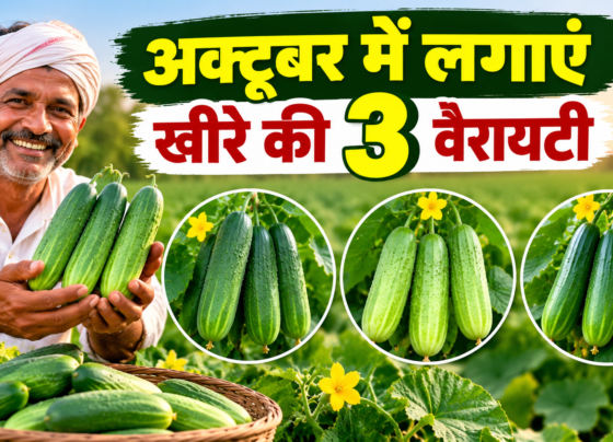 Kheere Ki 3 Variety Ki Kheti
