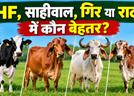 HF Sahiwal Gir Rathi Gay Mein Kaun Behtar?