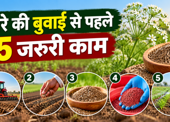 Jeere Ki Buwai Se Pehle 5 Jaruri Kaam