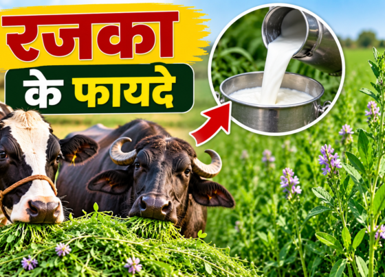 Gay-Bhains Ka Doodh Badhane Ke Liye Rajka Ke Fayde