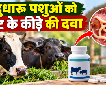 Dudharo Pashuon Ko Pet Ke Kide Ki Dawa