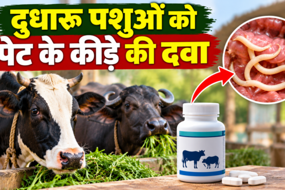 Dudharo Pashuon Ko Pet Ke Kide Ki Dawa