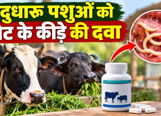 Dudharo Pashuon Ko Pet Ke Kide Ki Dawa