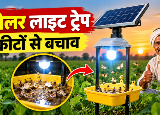Solar Light Trap