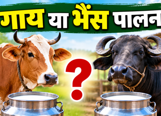 Gay Ya Bhains Palan Mein Kaun Faydemand Hai?