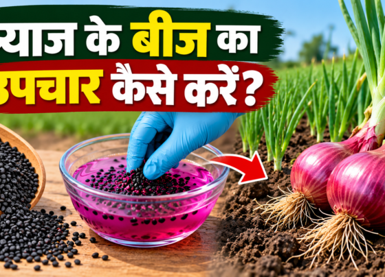 Pyaj Ke Beej Ka Upchar Kaise Kare?